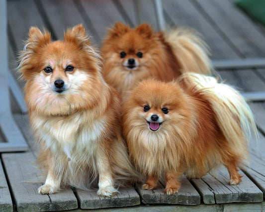 Pomeranians: The Enchanting Furballs of Joy